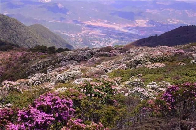 鹤庆马耳山万亩杜鹃花盛开,看花约不?