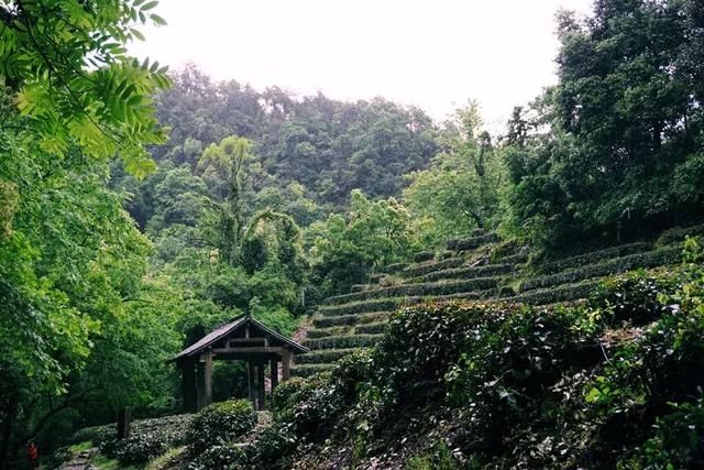 西湖美景三月天