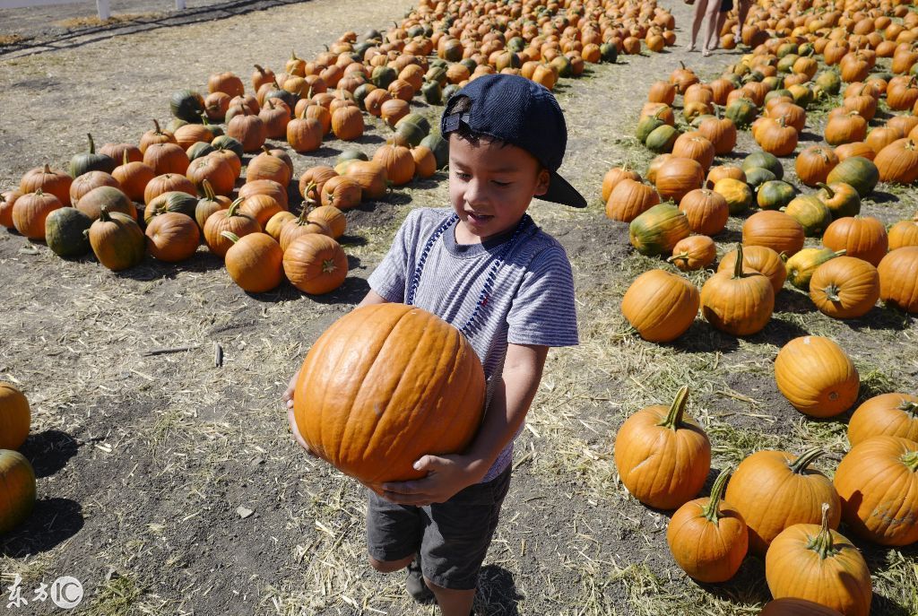 美国南瓜节又开始了,遍地的大南瓜,你能带多少