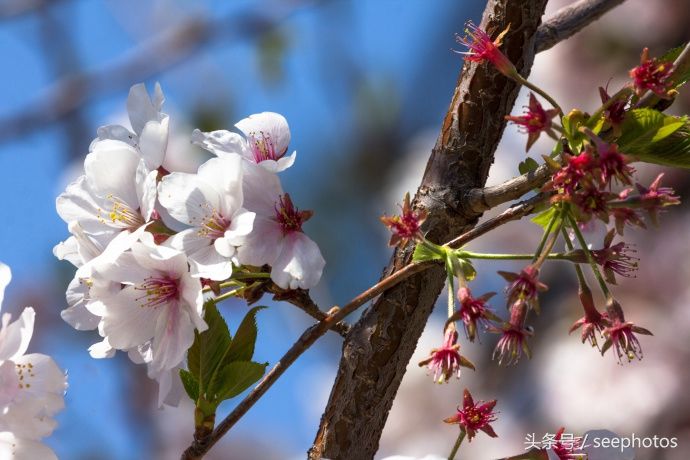 实拍日本上野公园，樱花盛放，规模浩大绚丽多姿，一起去看一下吧