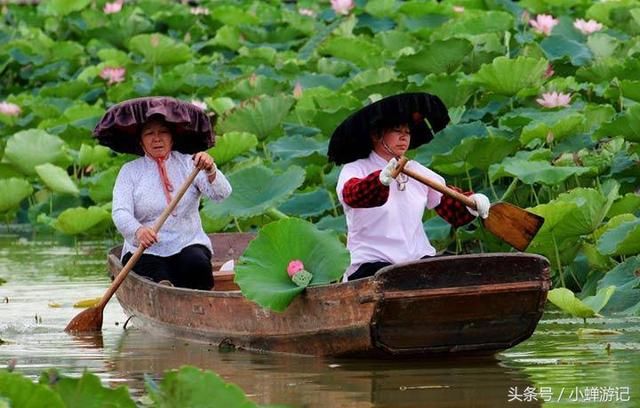 这个周末六一陪孩子来东莞-桥头 莲湖公园，看三百亩荷花开的正艳