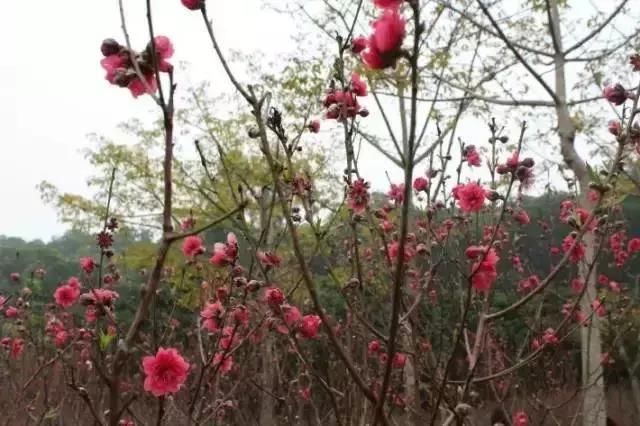 又是一年桃花开！去深圳莲花山公园转转“桃花运”！