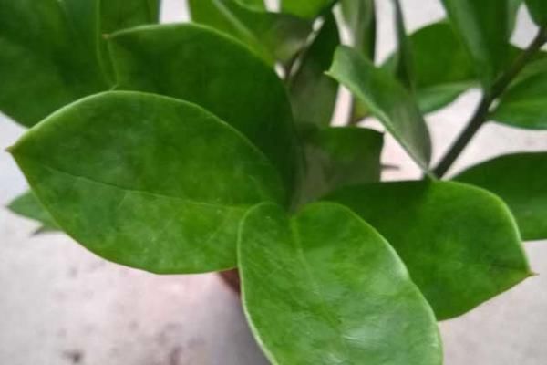 金钱树盆栽多少钱一盆?