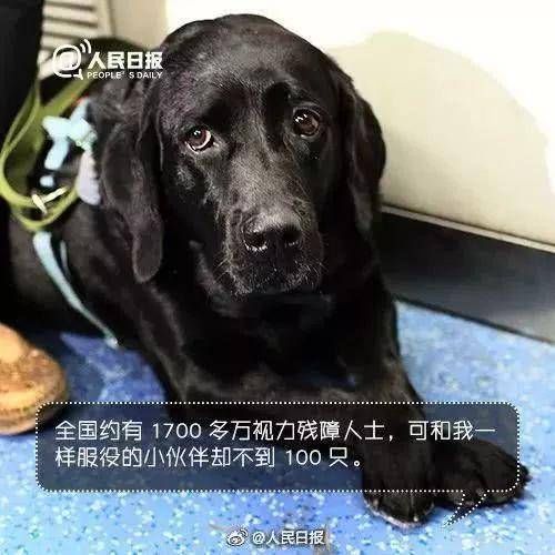 上海导盲犬地铁视频