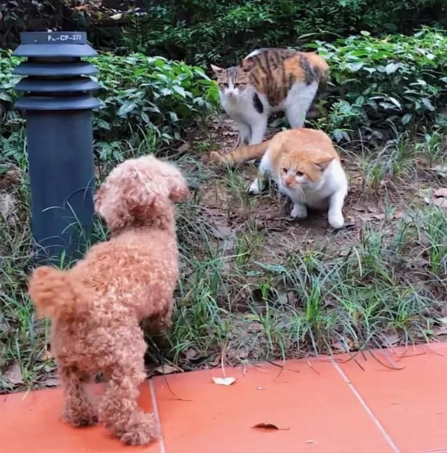 泰迪堵着橘猫夫妻不让出来,橘猫护着小母猫特