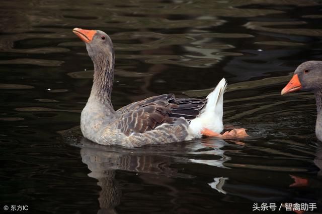 什么是雁鹅？雁鹅鹅苗饲养技术有哪些？