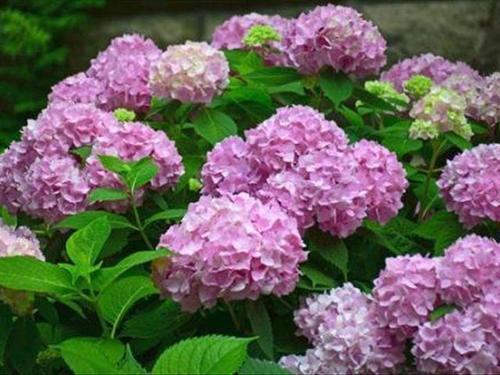 水养绣球花时很容易发蔫,那么使用什么方法才