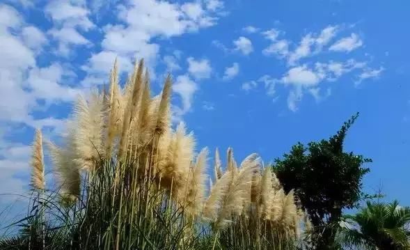 你在成都冷的惊叫唤，四川这个城市却一年四季如春!