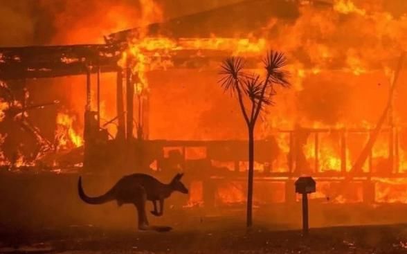 澳洲大火后的影响
