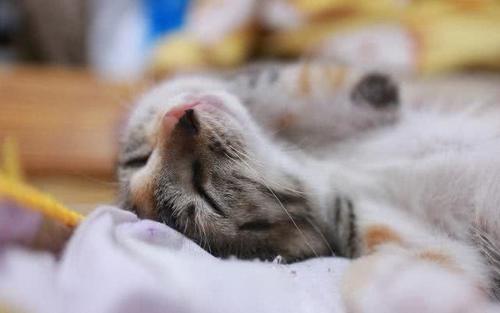 吸猫人士注意,如何辨别喵星人得猫藓,用这个办