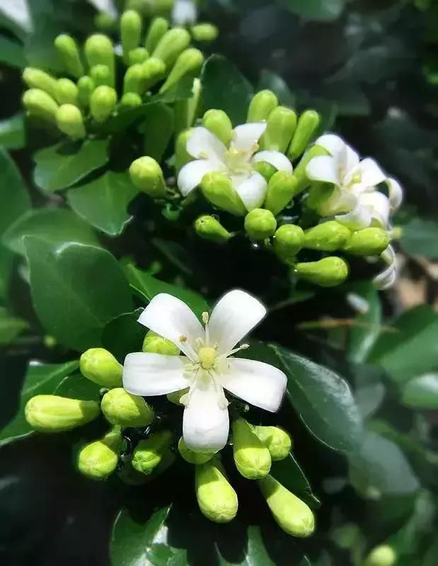 每种花都有特定的花开时间， 掌握这个时间， 为你营造最美的美景