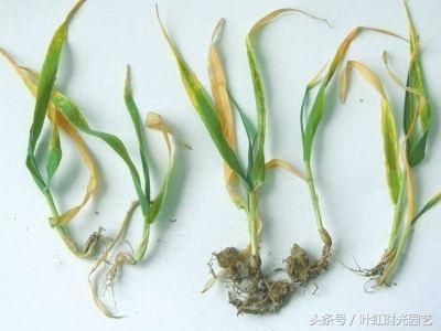 土壤重茬危害多？有了微生物菌肥不再怕！