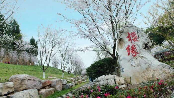 亲们, 想看樱花雨, 就去参加遵义樱花旅游文化节