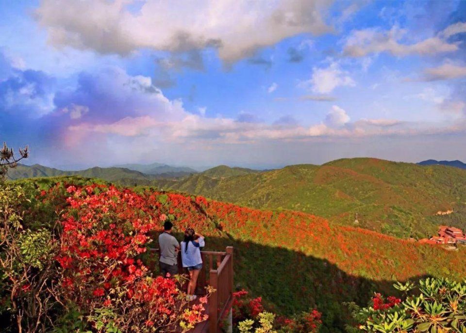 阳明山十万亩杜鹃燃爆 “五一”小长假 本周末仍是最佳花期