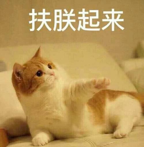 超萌宠物大人:本就是表情傲娇,皮到你怀疑人困图片的困的表情包图片