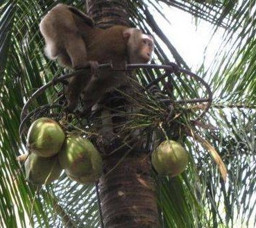 泰国男子强迫猴子每天摘300个椰子,不摘就会挨打