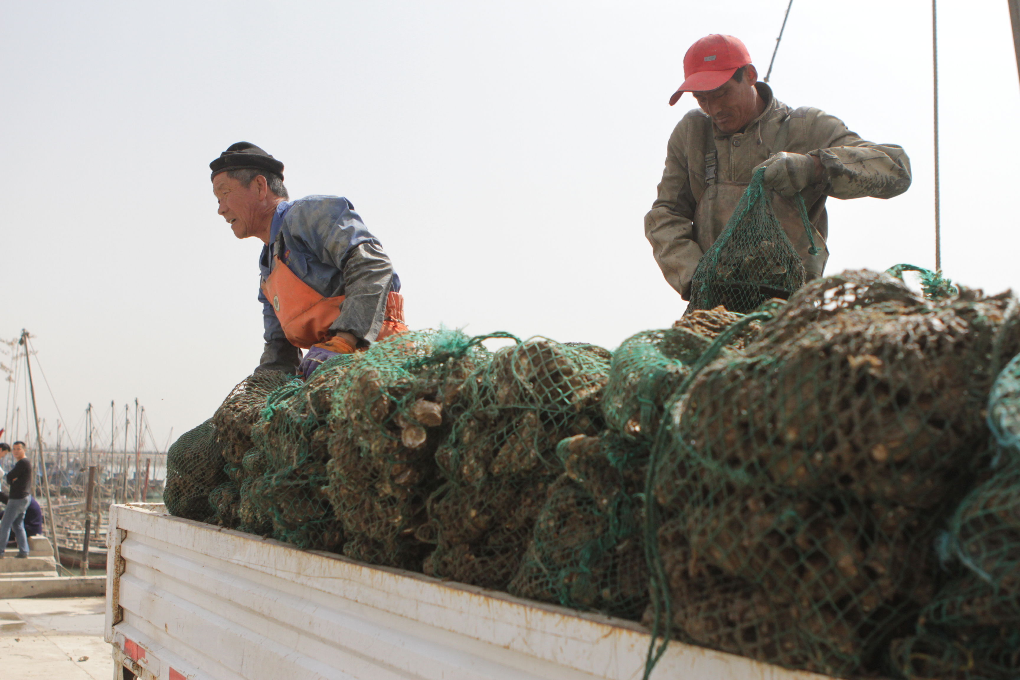 海里的牛奶”大量上市，10元能买4斤，吃货欣喜若狂