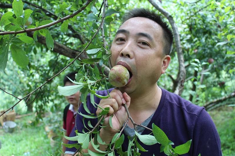 这果子不是浪得虚名!市场一斤500块，种一颗够一家人吃一年了