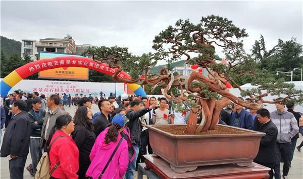 “昊龙杯”盆景奇石根艺精品邀请展在鲁甸开幕