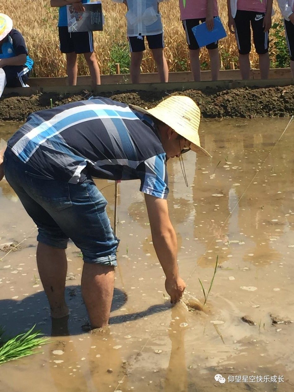体验种植-收获快乐 台头小学种植水稻实践活动