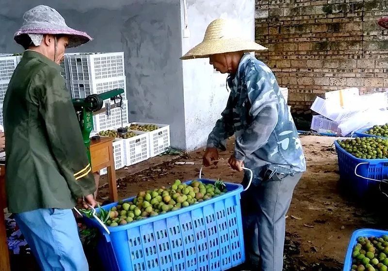 海南荔枝: 妃子笑了，如何让农民也笑?