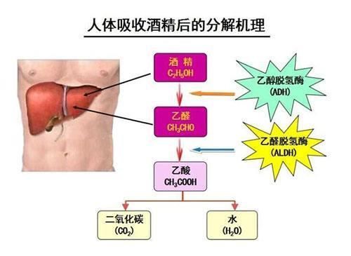 久饮酒者，溃髓蒸筋，酒精是仅次于烟草的第2号杀手!