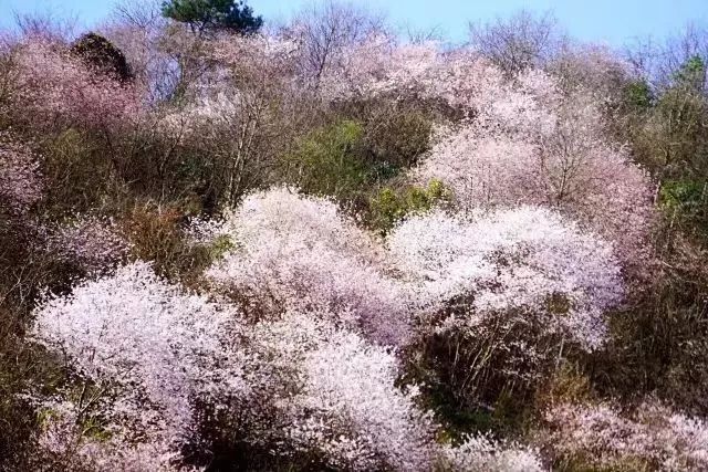 这几个江浙沪新晋网红村，堪称内地版吉野山和小婺源，避开人潮赏