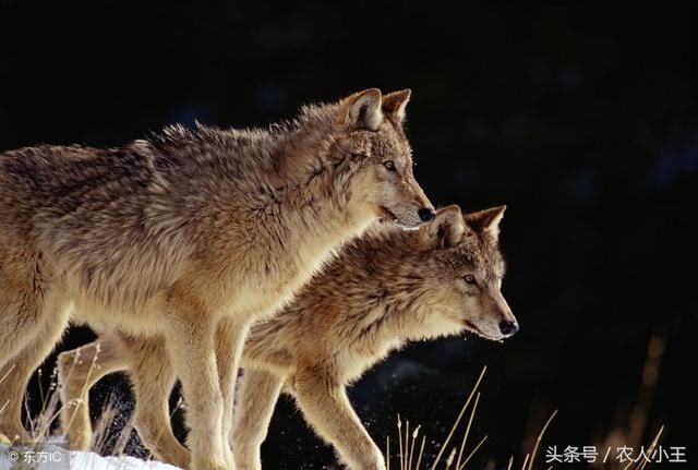 农村老话：狼怕一庹，狗怕一摸，说的是什么意思？