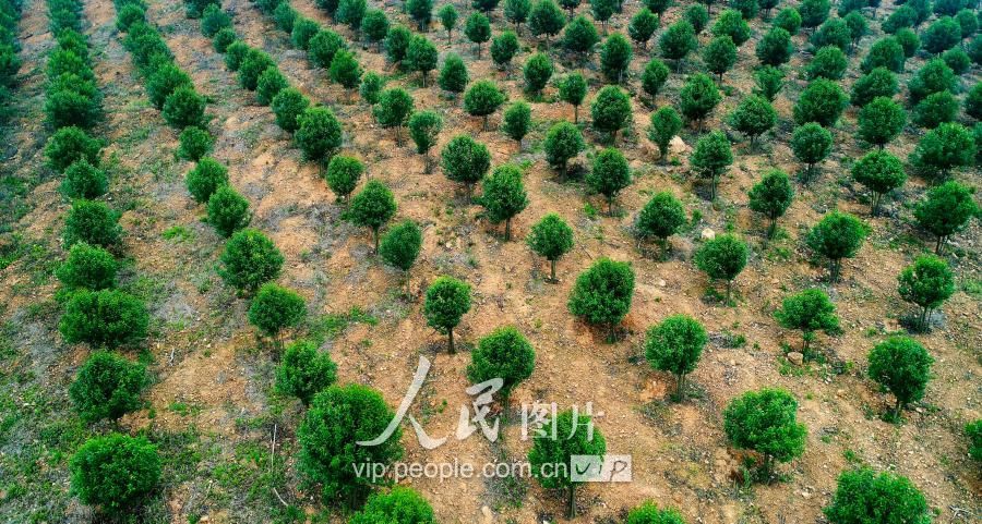 安徽庐江:荒山蝶变“富美山”