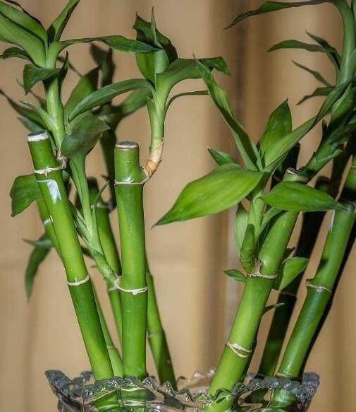 富贵竹几支吉祥 t0144563bbf3d3c25ff.jpg