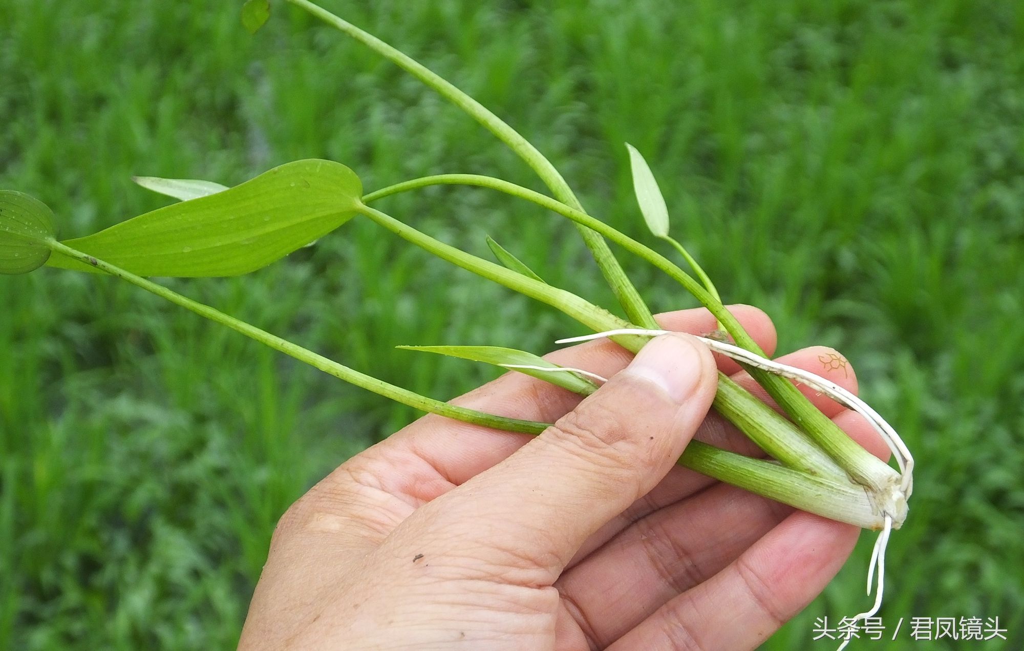 湖北宜昌:农民种植水稻，稻田长满鸭舌草!会对水稻造成减产吗?