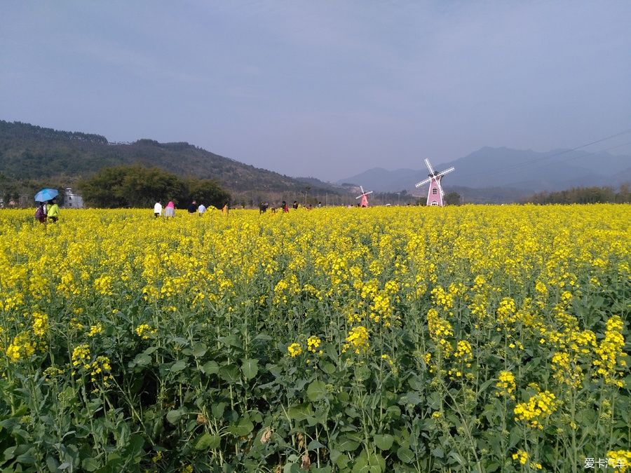 2018年春节粤北韶关赏花，火山上的油菜花 。