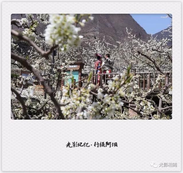 亲，你见过脆李花吗？