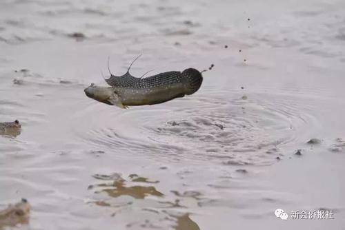 江门的这种鱼，被誉为“鱼类中的天才”！盛夏吃它正当时~丨寻味