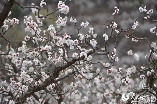 三月花开，四月花繁~京郊春花正当时｜确认过眼神，是去京郊赏花