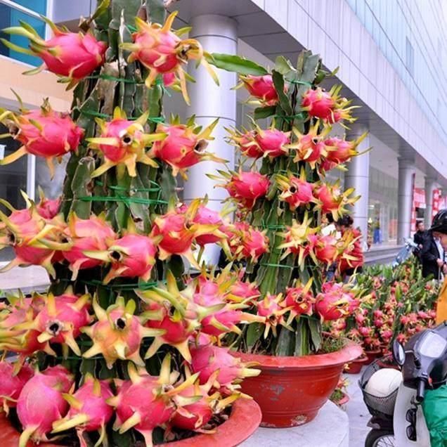 我家阳台就是鲜果园,现吃现摘,一年四季都吃不