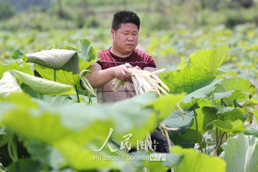 湖南道县:初夏时节采藕尖供市场