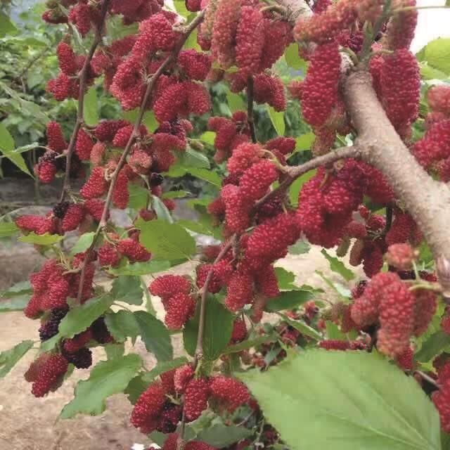 鲜食果桑的品种选择与建园技术