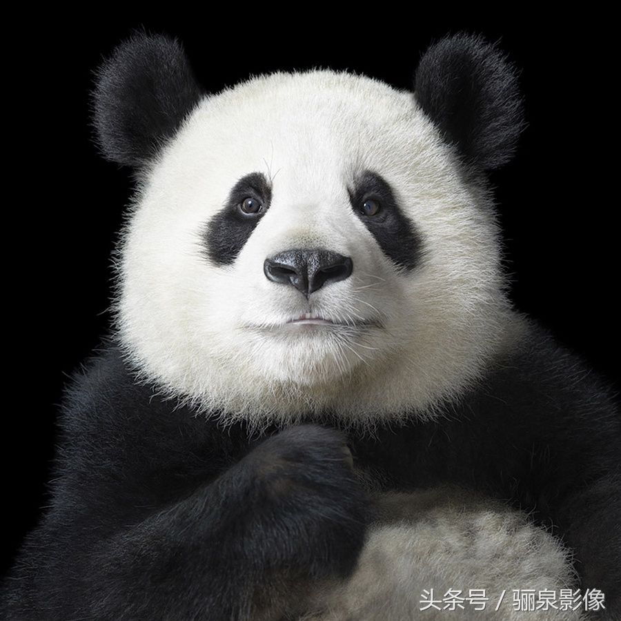 Tim Flach:唤起怜悯之心 充满人性的动物肖像