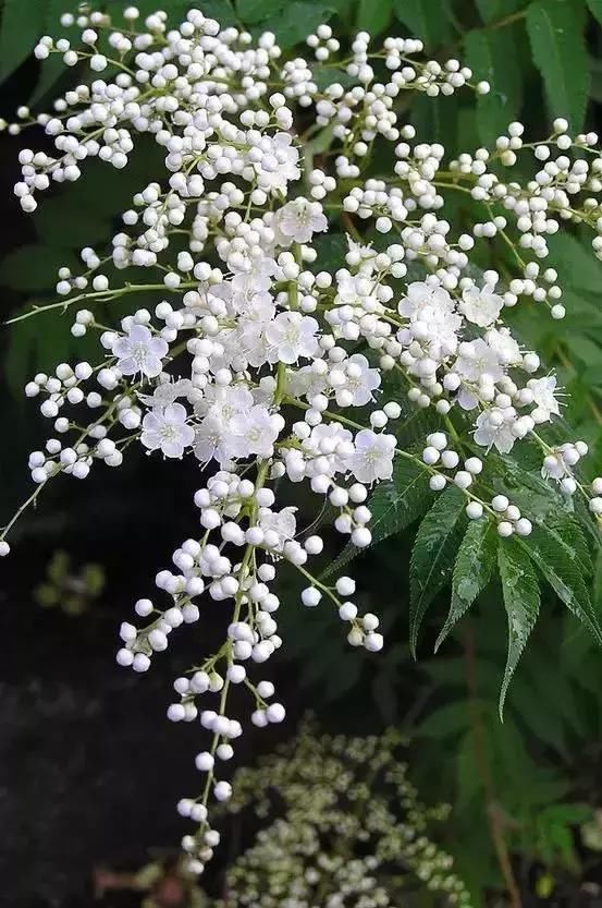 每种花都有特定的花开时间， 掌握这个时间， 为你营造最美的美景