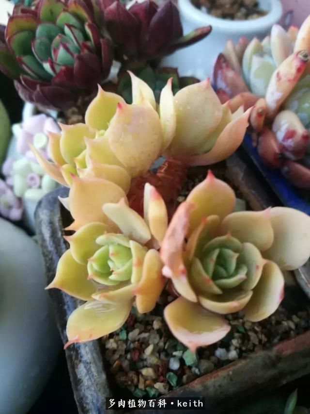 广东美肉,时间终究会给我们完美的馈赠!