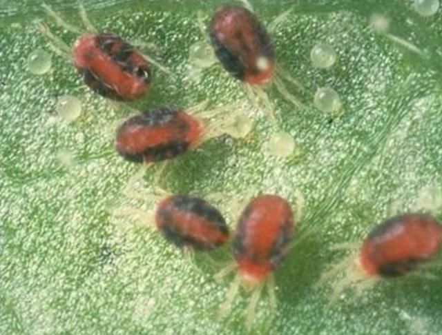 挤掉痘痘留下痘印是螨虫在捣乱?寻常两物抹下