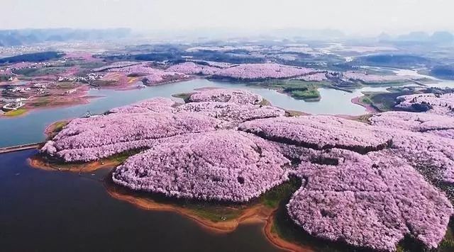 中国万亩樱花惊艳全世界!外国网友:比日本的樱花美太多啦!