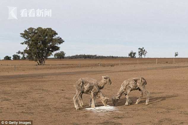 4个月没见雨滴 世纪干旱把澳洲袋鼠饿成骨架标本
