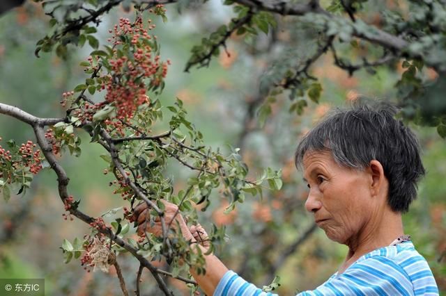 前景巨大!种植大户600亩花椒,赚500万!到底是怎么做到的?