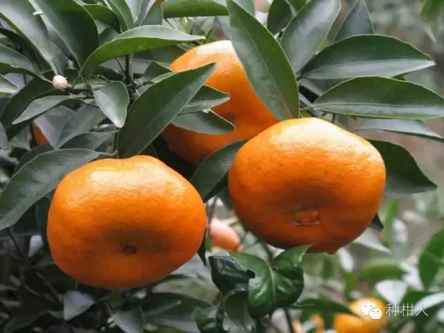 种柑橘的人可以看看,七种晚熟柑橘表现对比!