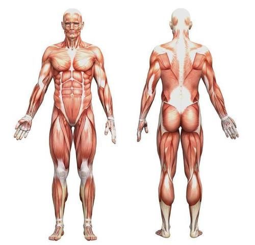 健身小白你知道肌肉的生长过程吗?先来了解一