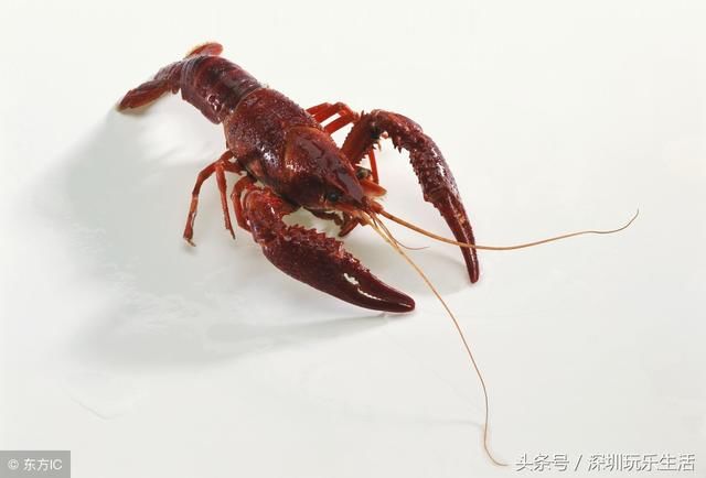湖北10万只小龙虾进军俄罗斯,开启世界杯美食