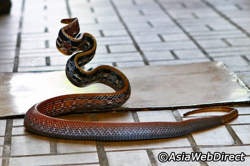 我们去泰国旅游除了逛吃逛吃外,有想过带孩子