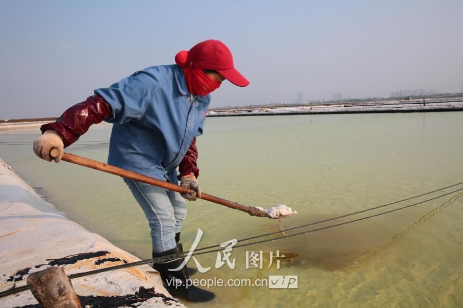 江苏连云港:盐田夏管保丰收